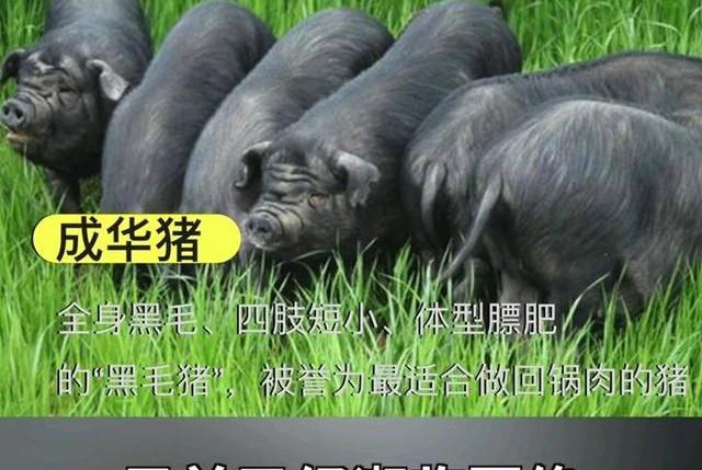 原创另类基因战洋猪入侵中国土猪濒临灭绝其实土猪才是洋猪老祖宗