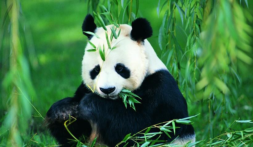原创可爱呆萌的大熊猫
