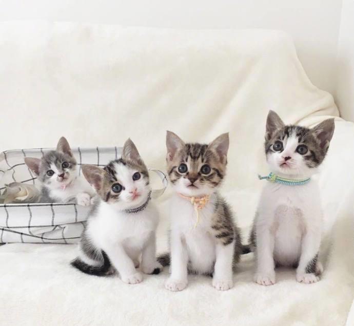 4胞胎小奶猫,简直萌死人