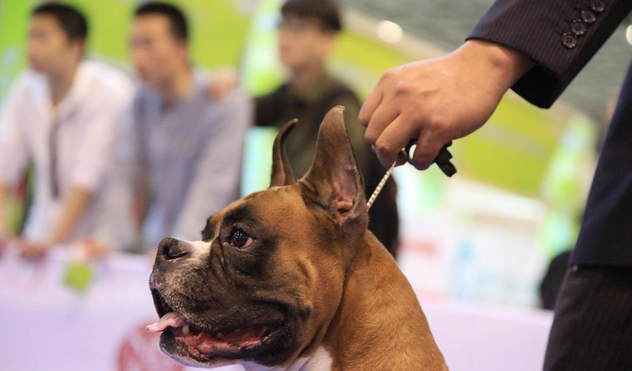 南京举办中国纯种犬职业超级联赛,可爱狗狗引关注