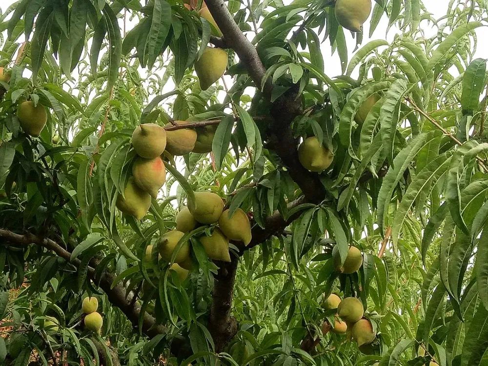 夏季有的水果基本都已上市,今天要说的这种水果,是一种7月才成熟的桃