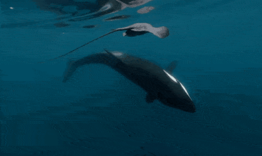 原创捕食策略大揭秘