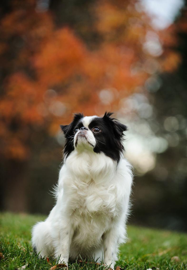 以前日本的贵族犬,超像北京犬的日本狆,究竟是什么