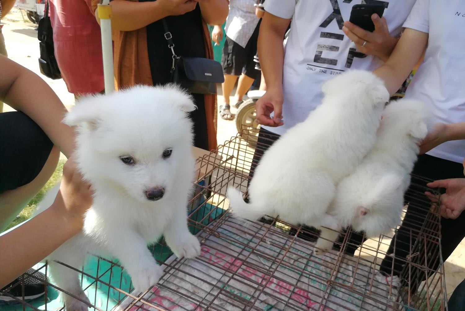 原创小城狗市,白色金毛犬幼崽颜值高引围观,200元一只看了就想买