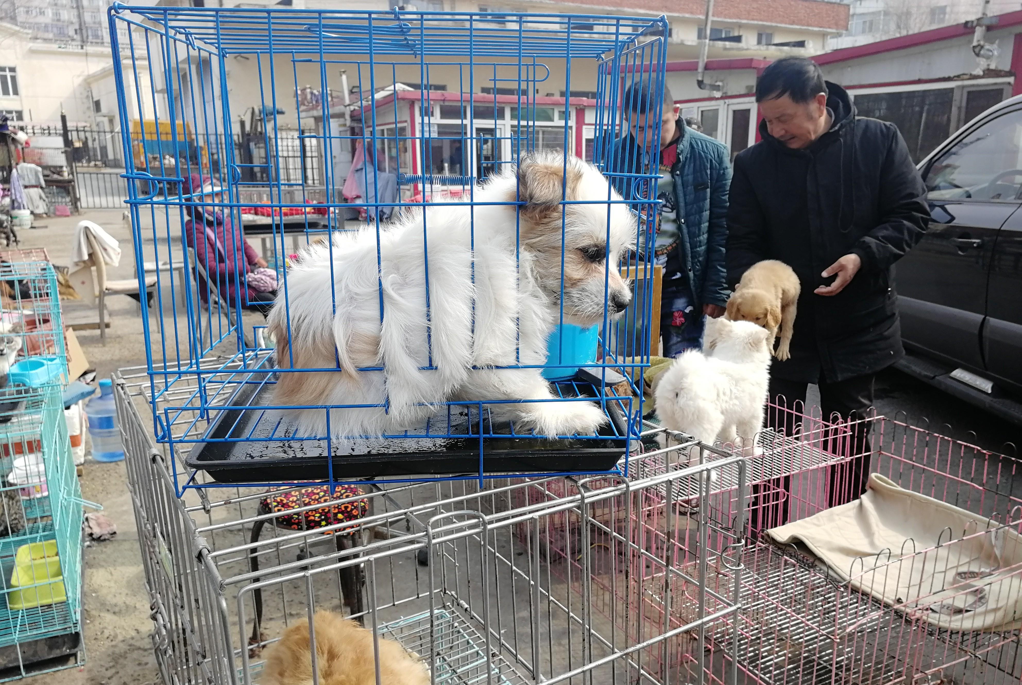 原创这处宠物市场已投用近两年时间,以前占道狗贩子都来这了,很正规