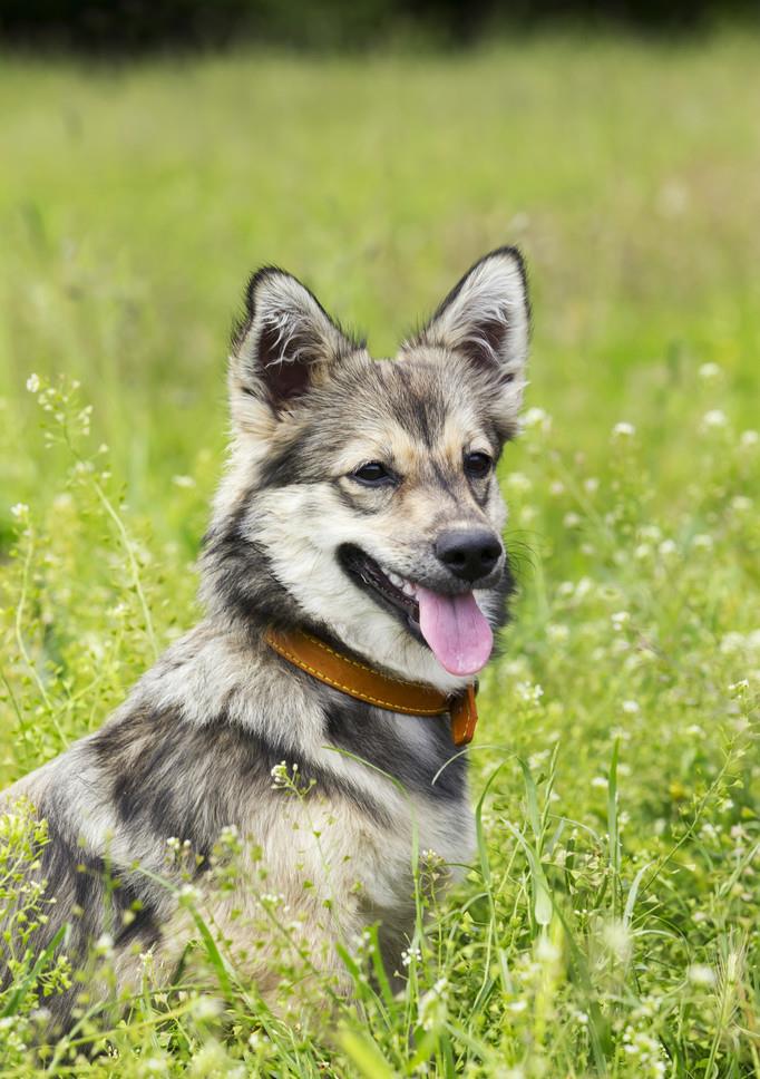 原创瑞典牧羊犬明明是纯种犬看起来却像柯基和狼犬混种