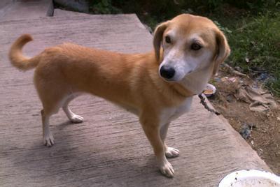 原创说到看家护院的能手,要属中华田园犬了,它究竟有何本事呢?