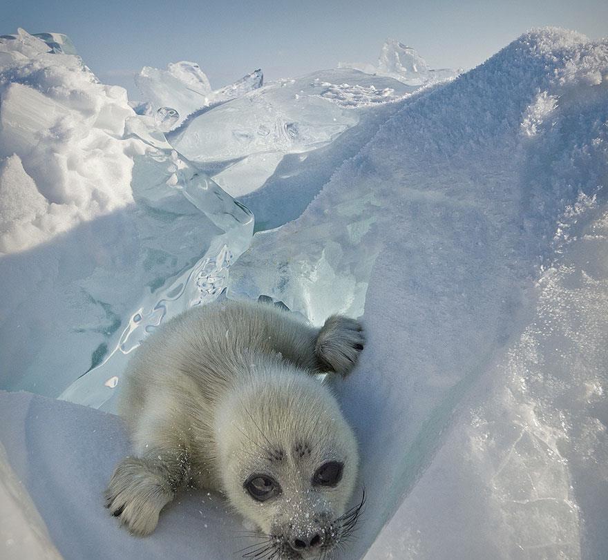 原创摄影师蹲点3年,才拍到冰上的这只萌炸了的小海豹