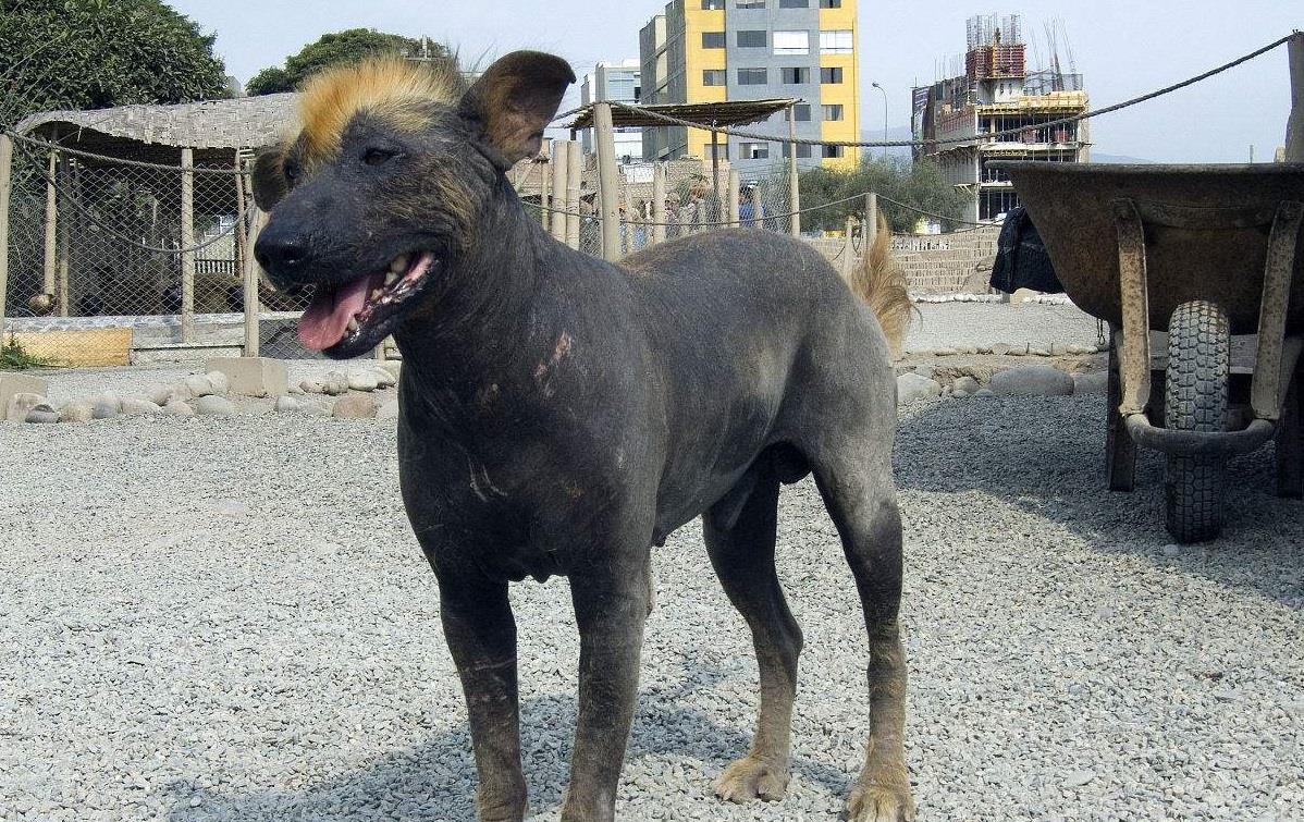 原创世界上最稀奇的10大宠物狗,知道一半以上的算很厉害了