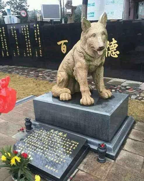 原创义犬为救30人以身尝毒牺牲,百人含泪送别,陵园花4万为其建雕像