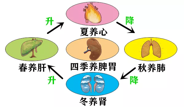 大白话说中医第一百四十九期元气收敛转的慢护脾才要更全面