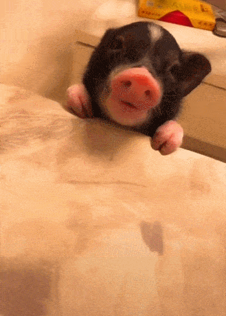 小猪为了吃块水果,爬上沙发卖萌,一咬果后表情萌呆!