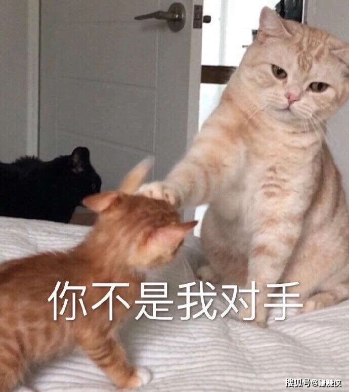 猫狗表情包图片:你不是我对手