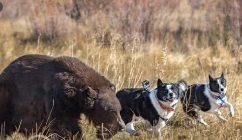 原创俄罗斯境内第一猛犬,并非高加索犬,它才是猛犬代表,可猎杀黑熊