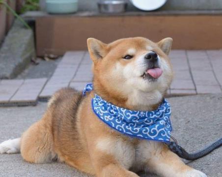 为啥日本人喜欢本土柴犬,而国人却看不起田园犬,原因在这