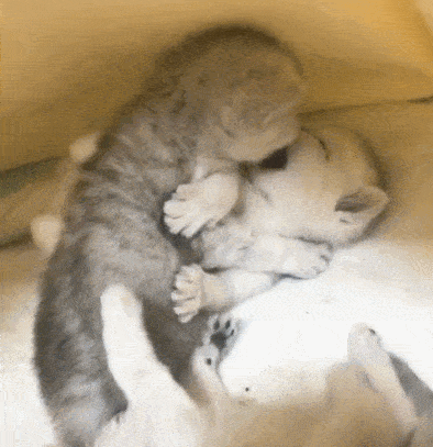 养一只小奶猫吧!满眼爱意都给你的那种