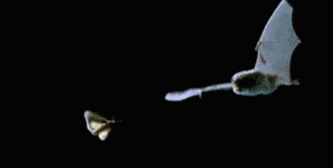 原创个性十足的蝙蝠:为什么倒着睡觉也不会脑充血呢?