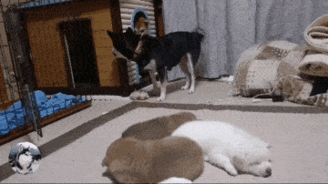 柴犬无聊吵醒小奶狗,结果狗妈