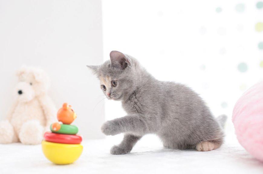 五种最萌小奶猫:布偶小仙女上榜,第二位打个架都是大型卖萌现场