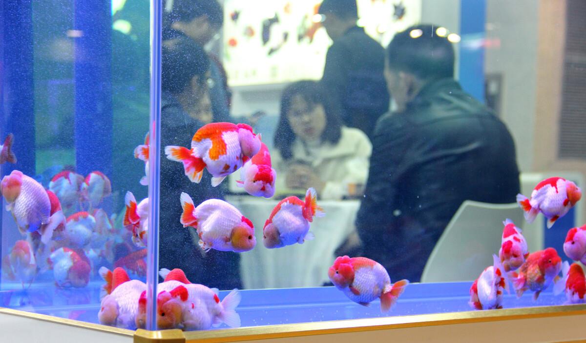 原创兰寿金鱼售价不断走高一起看看到底什么原因推高了鱼的价格