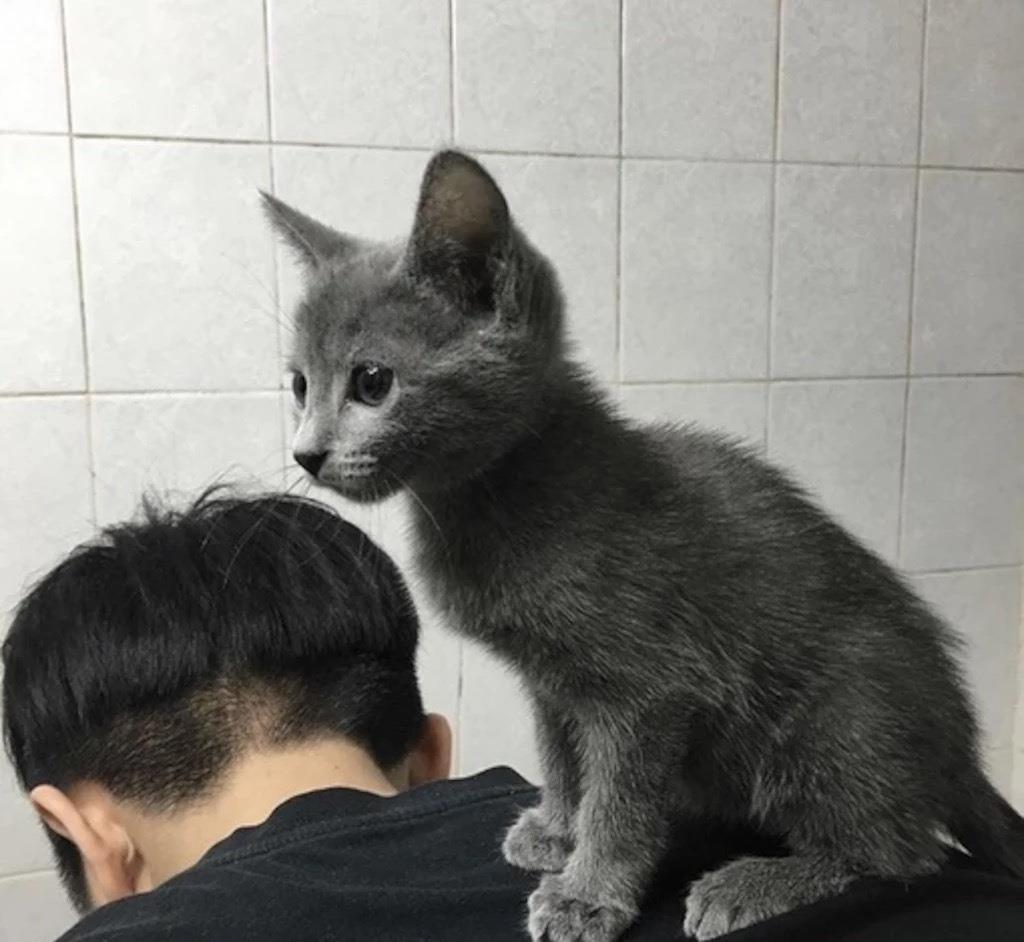 原创情侣一起养猫,猫为什么对男主人更亲昵?女主人:我养了小三?