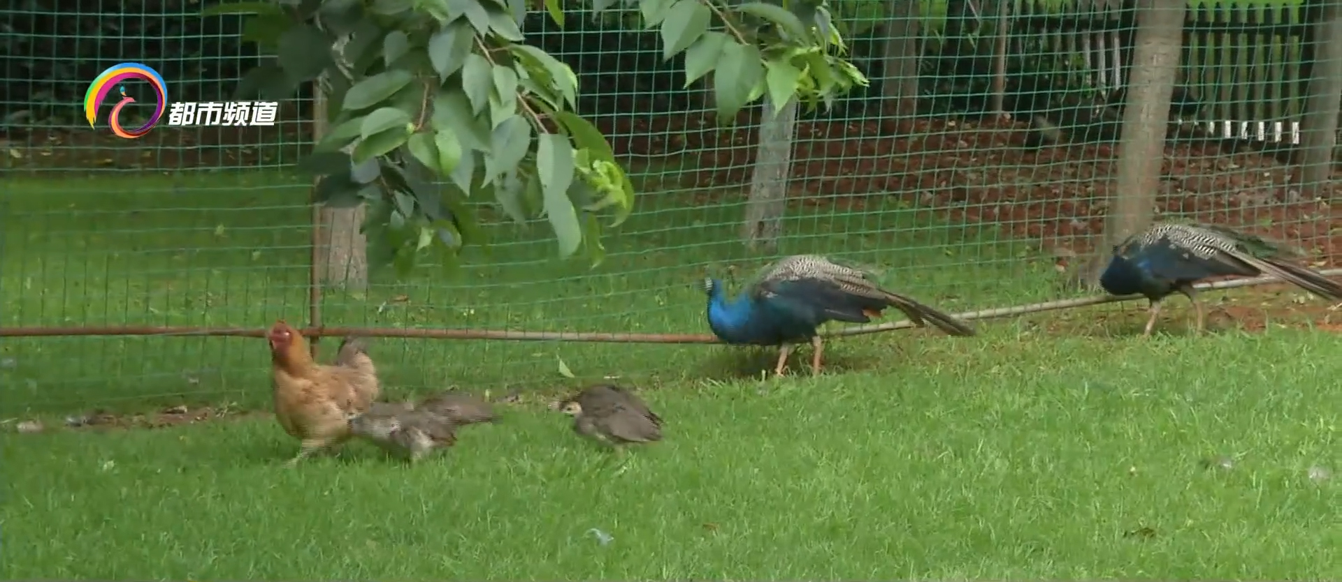 2只老母鸡孵出8只蓝孔雀:小孔雀长大后仍跟鸡妈妈同吃