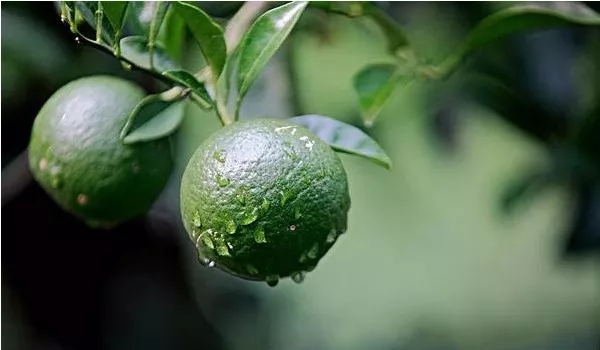 这样种植柑橘,不仅品质好而且产量高