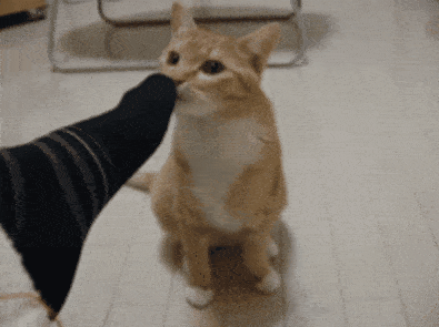 猫咪到底有多喜欢闻人的臭脚?