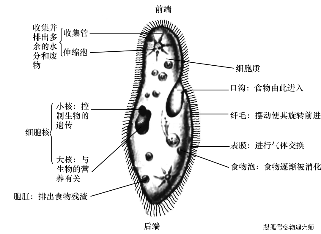 草履虫的结构动植物细胞的结构和功能显微镜的结构和功能查看更多