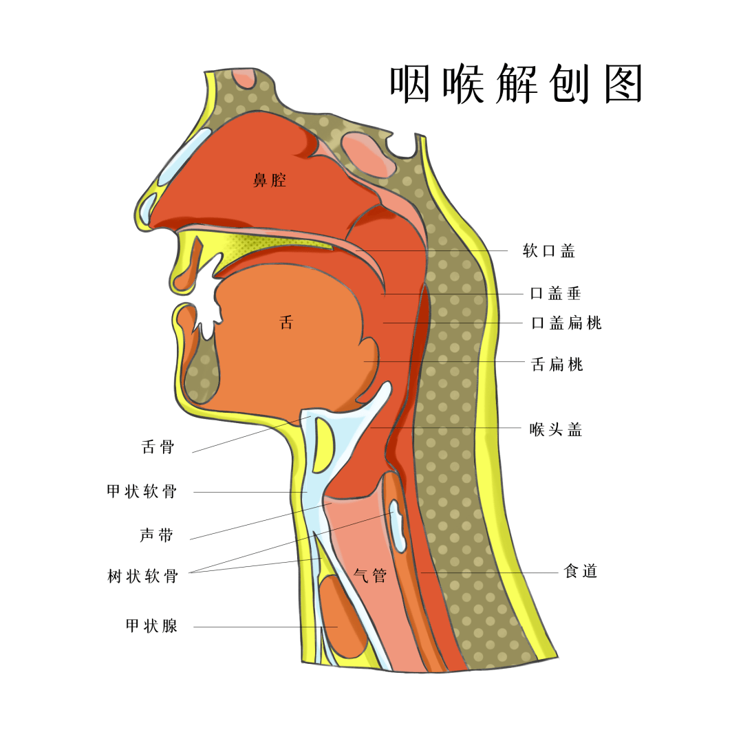 学术来说就是口咽外侧壁在腭咽弓和腭舌弓之间的三角形凹陷