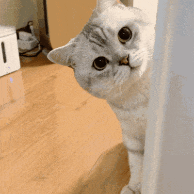 科学家们认为,他们找到了一种让猫咪注意到你的方法