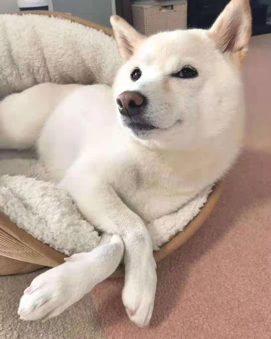 为什么白色柴犬价格比黑柴都要便宜