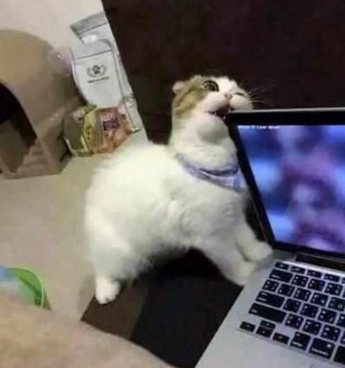 铲屎官玩电脑不搭理猫咪, 猫咪一生气啃电脑, 最后蹲墙角生闷气!