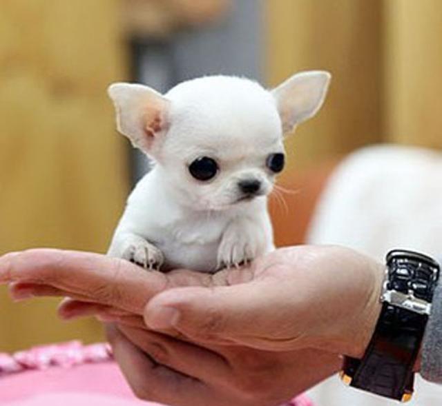 盘点世界超小型犬吉娃娃,据说是美国最受欢迎的12种犬