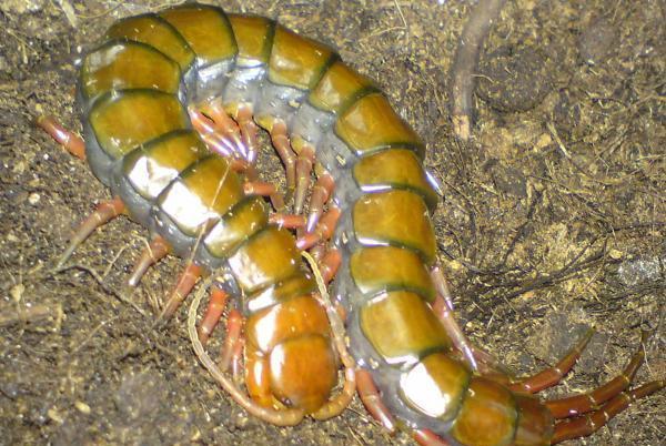 原创世界最可怕的十种蜈蚣, 体长近半米实在太吓人