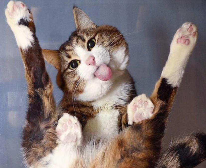 "这不是胖不胖的问题,而是我太软了!"10张猫咪趣图让你笑不停