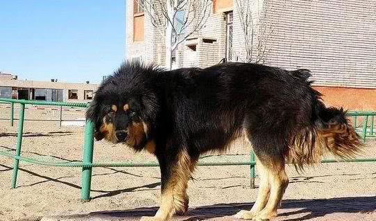 原创强悍的蒙古犬凶猛比特犬都打不过它一身本领才是制胜法宝