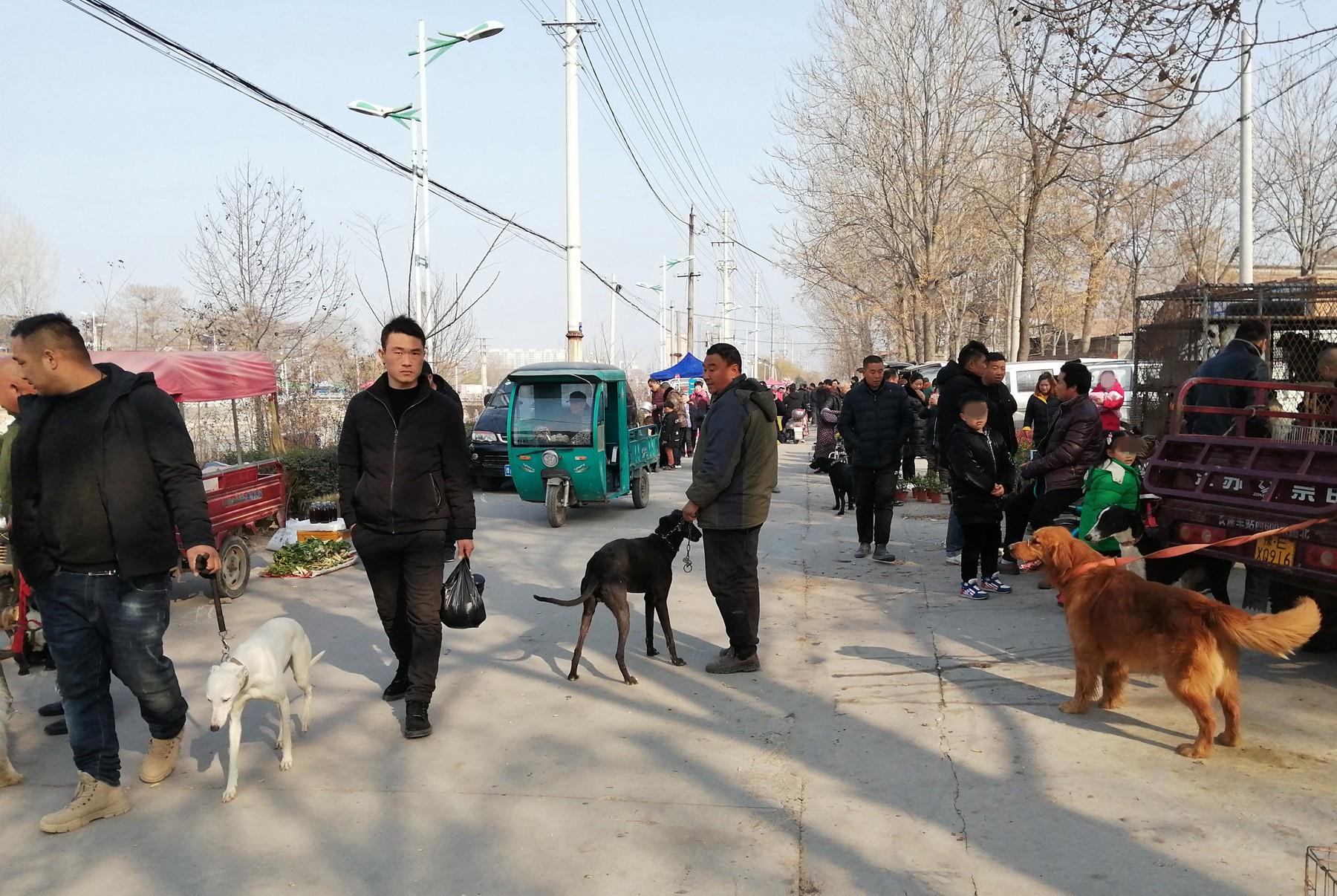 豫北小镇周末狗市,金毛马犬拉布拉多犬300元,便宜到不