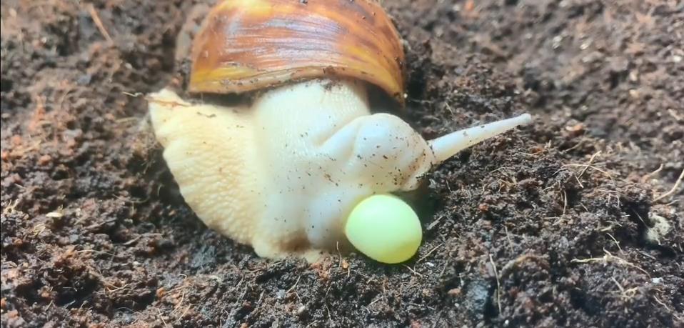 原创蜗牛居然会生蛋噗嗤一下蛋从头往外蹦真的开眼界了