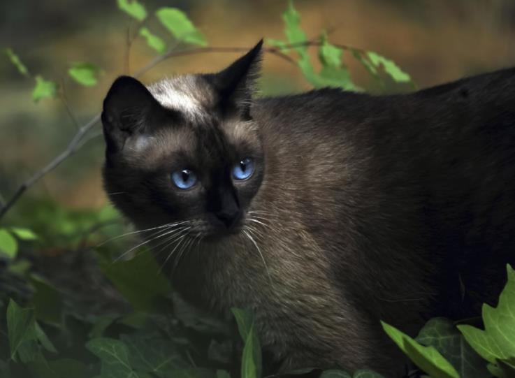 泰国猫又名暹罗猫起源于泰国,但对其野生前体从何而来