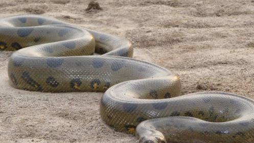 世界上最大的蛇,体长超过10米,体重达到225公斤以上