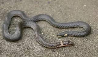 长着两个头的蛇类双头蛇看上去可怕却是个无毒蛇