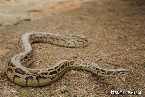 原创兴义蛇吃人是真的吗 传说贵州兴义出现巨蟒吃掉小女孩