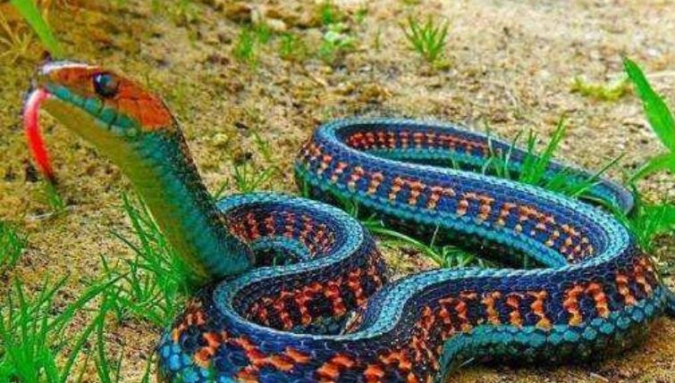 "冰火蛇"为何会被认为是世界上最毒的蛇?它是什么来头?