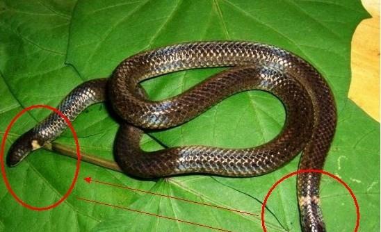 长着两个头的蛇类双头蛇看上去可怕却是个无毒蛇