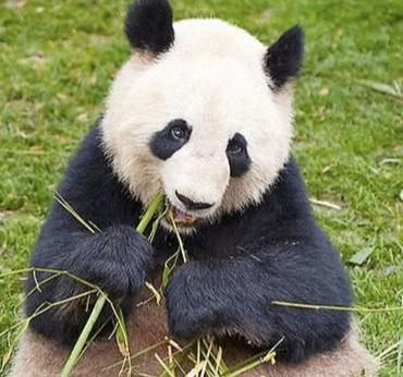 熊猫坐在地上吃竹子,过一会儿却画风突变,这操作是跟