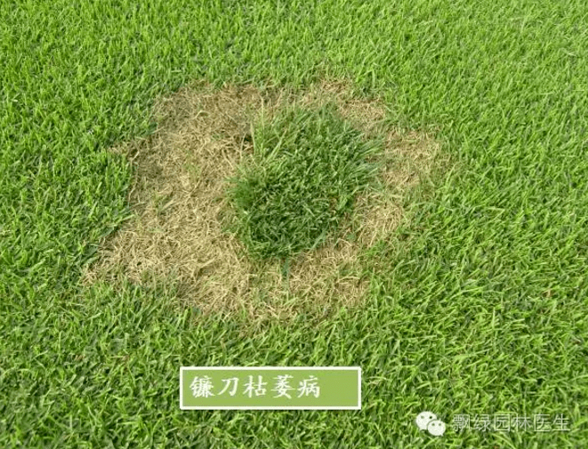 锈病,褐斑病,币斑病,腐霉枯萎病,镰刀型枯萎病,叶斑病等主要草坪病害
