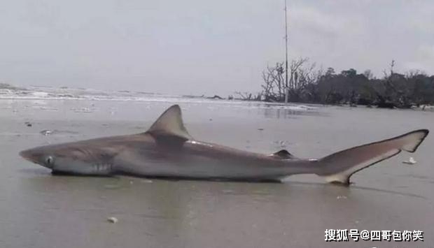 小鲨鱼搁浅还想回到海里?上了岸的鱼都是猫的食物!