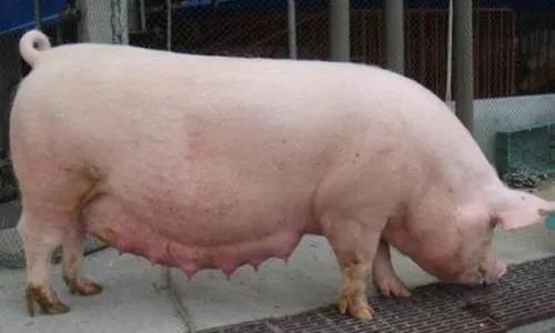 母猪怀孕110天图片欣赏,母猪乳房炎症状图片 怀孕母猪不吃料干着急?你遇到过这种情况吗?
