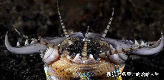 海洋版蒙古死亡沙虫——博比特虫,凶猛的猎手,河豚也难逃其嘴